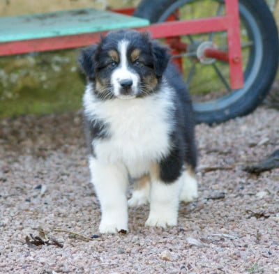 Les chiots de Berger Australien