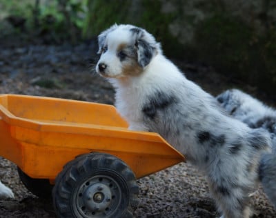 Les chiots de Berger Australien