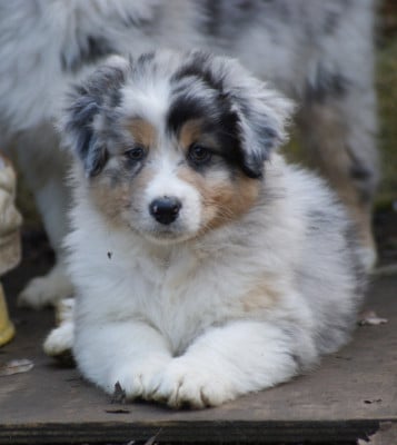 Les chiots de Berger Australien