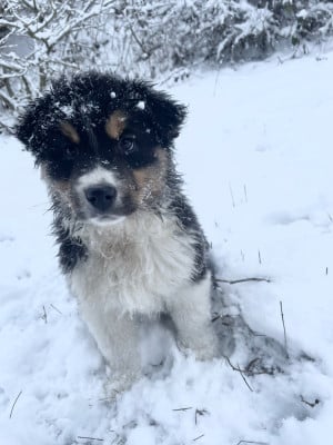 Les chiots de Berger Australien
