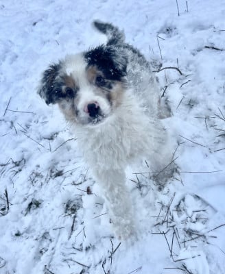 Les chiots de Berger Australien