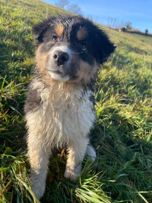 Les chiots de Berger Australien