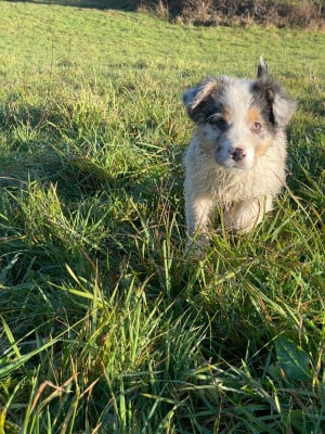 Les chiots de Berger Australien