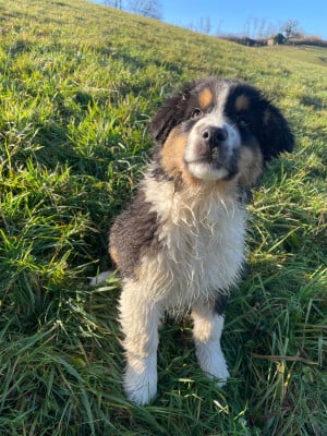 Les chiots de Berger Australien