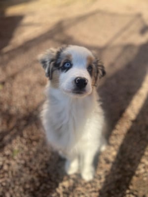 Les chiots de Berger Australien