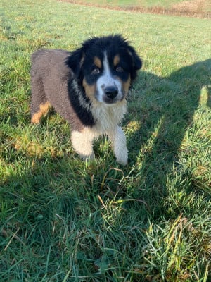 Les chiots de Berger Australien