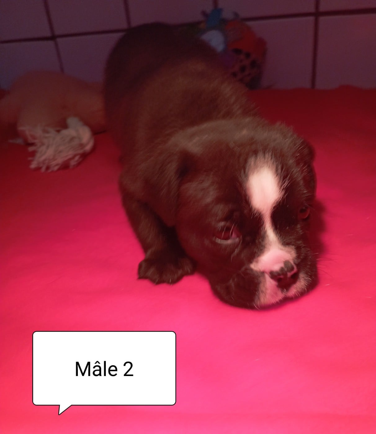 CHIOT 3 - Bulldog continental