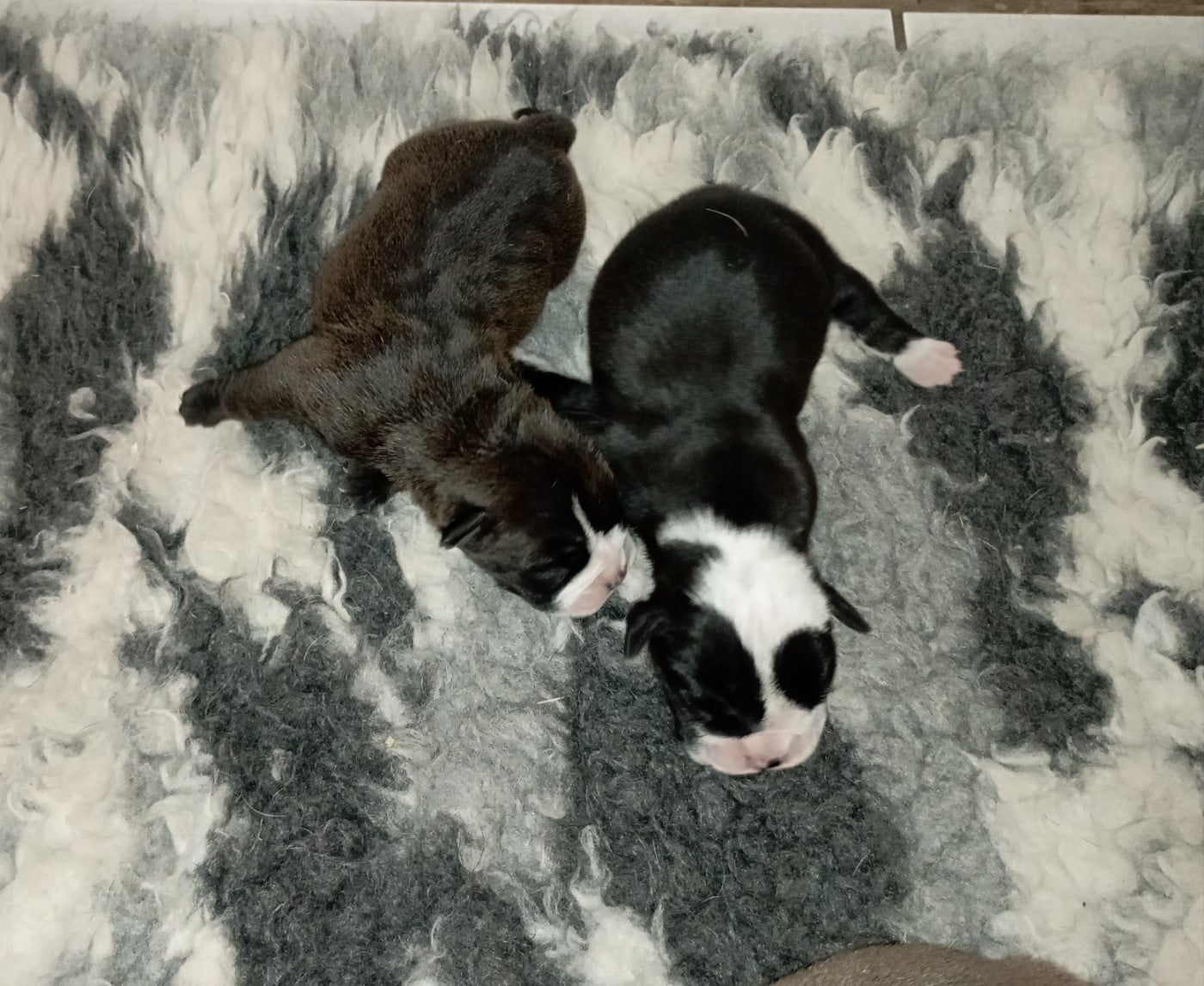 CHIOT 2 - Bulldog continental