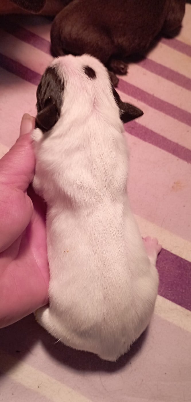 CHIOT 4 - Bulldog continental