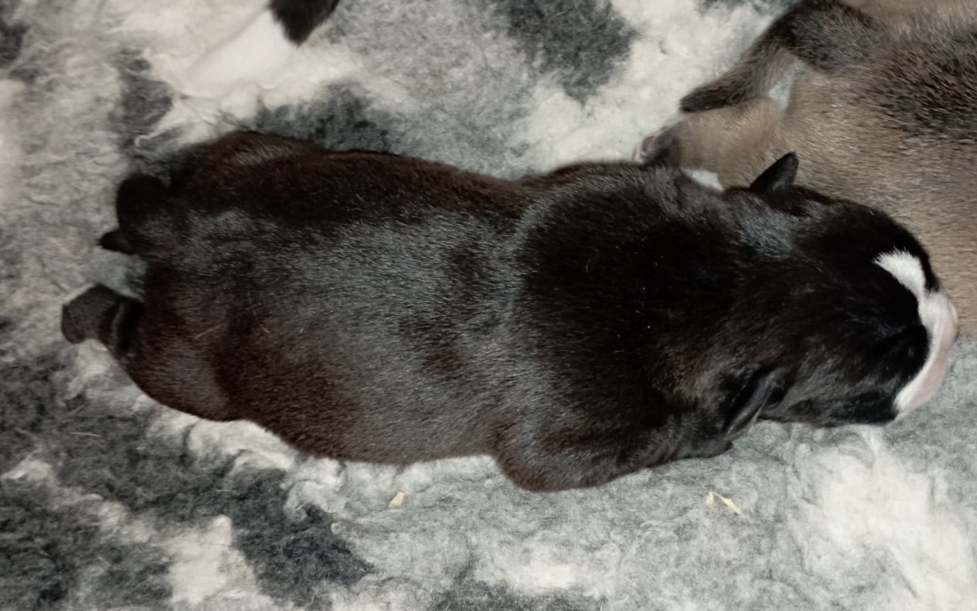 CHIOT 5 - Bulldog continental
