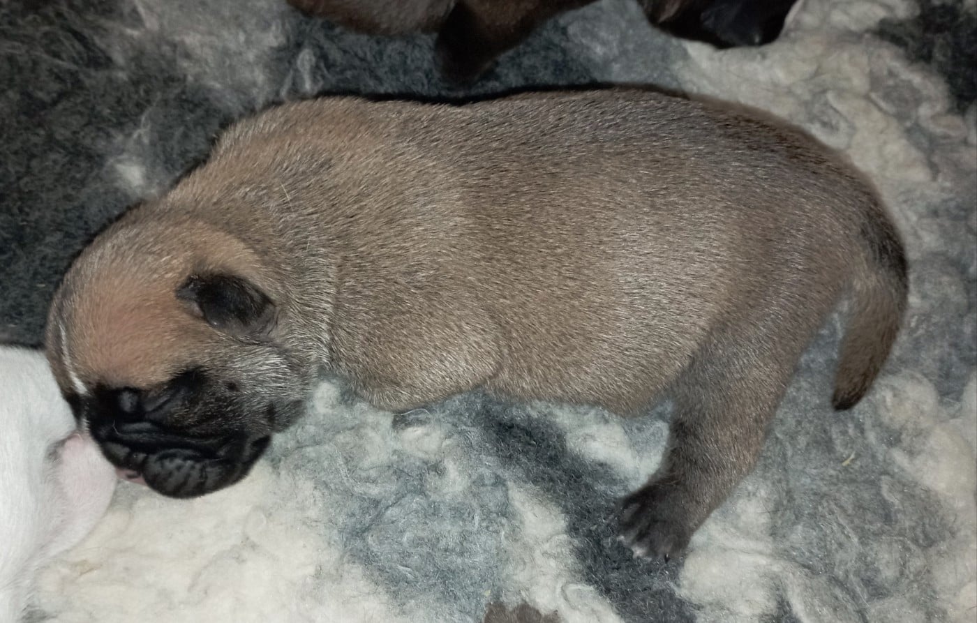 CHIOT 6 - Bulldog continental
