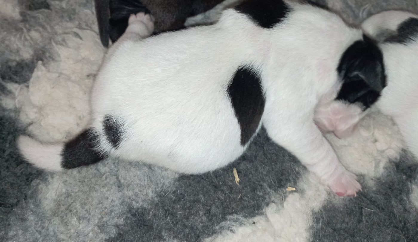 CHIOT 7 - Bulldog continental