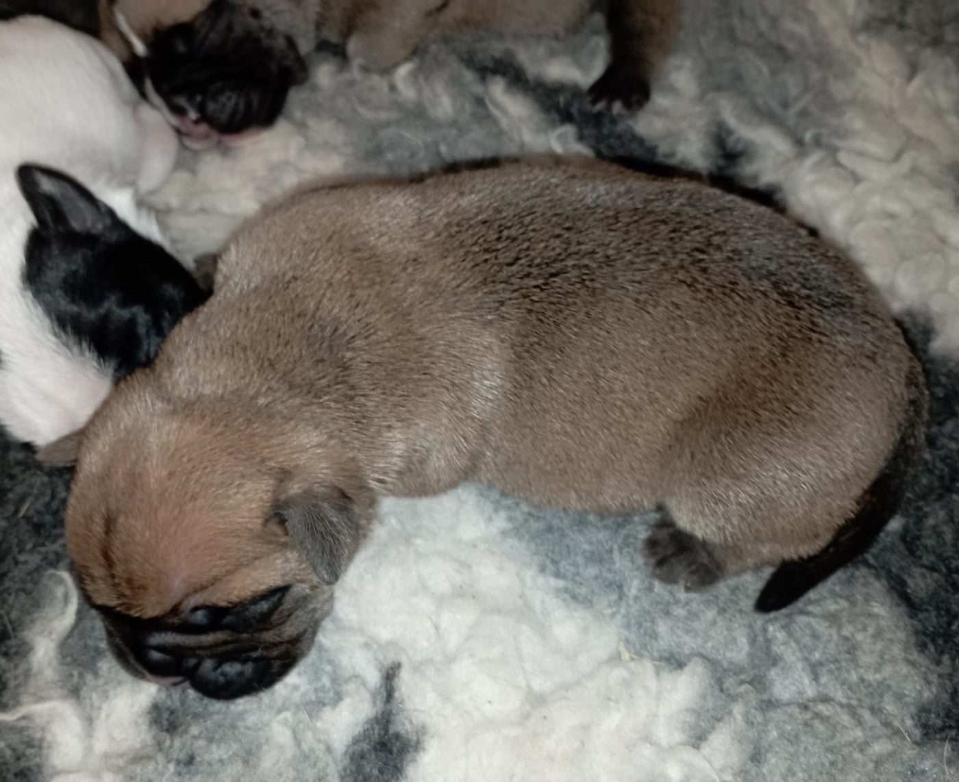 CHIOT 9 - Bulldog continental