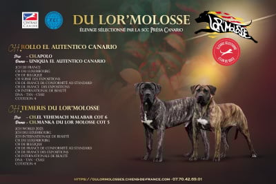 Les chiots de Dogo Canario