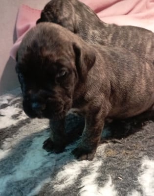 Les chiots de Dogo Canario