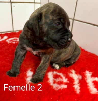 Les chiots de Dogo Canario