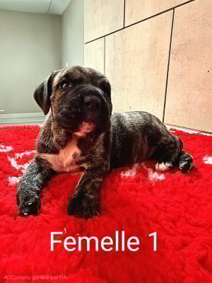 Les chiots de Dogo Canario