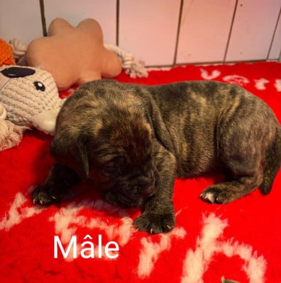 Les chiots de Dogo Canario