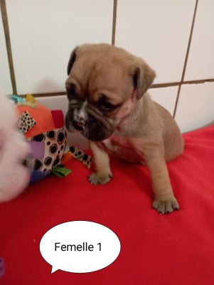 Les chiots de Bulldog continental