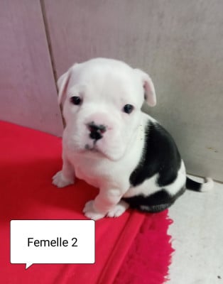 Les chiots de Bulldog continental