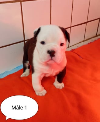 Les chiots de Bulldog continental