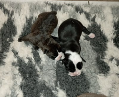 Les chiots de Bulldog continental