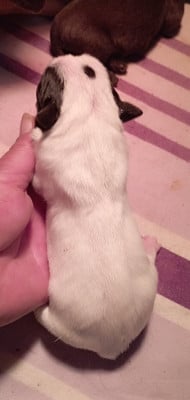 Les chiots de Bulldog continental