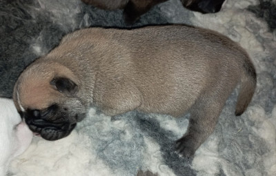 Les chiots de Bulldog continental