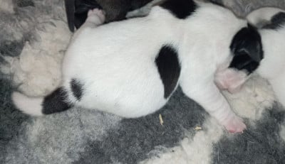 Les chiots de Bulldog continental