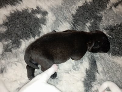 Les chiots de Bulldog continental