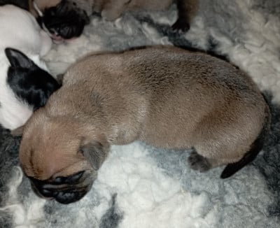 Les chiots de Bulldog continental