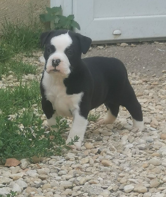 Les chiots de Bulldog continental
