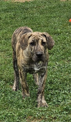 Les chiots de Dogo Canario