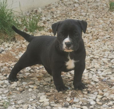 Les chiots de Bulldog continental