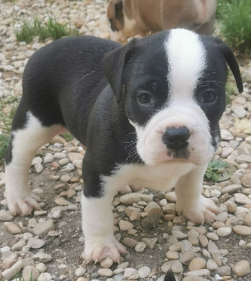 Les chiots de Bulldog continental