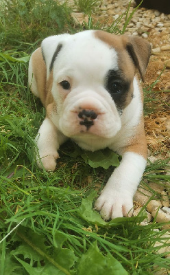 Les chiots de Bulldog continental