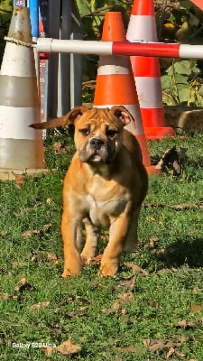 Les chiots de Bulldog continental