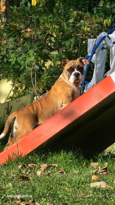 Les chiots de Bulldog continental