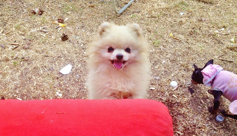 Publication : De La Beauté Française