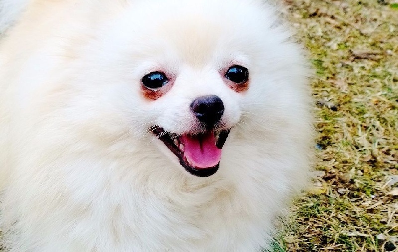 Publication : De La Beauté Française