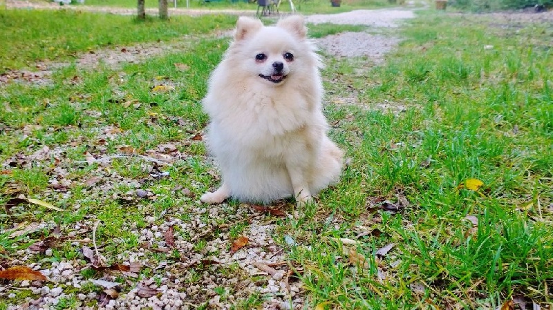 Publication : De La Beauté Française
