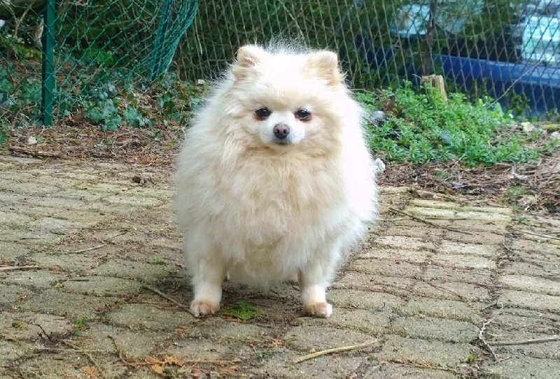 Publication : De La Beauté Française