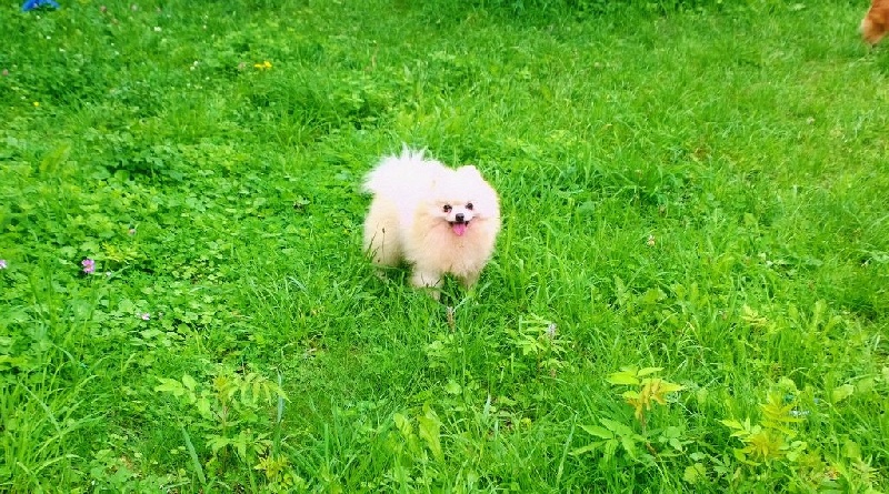 Publication : De La Beauté Française