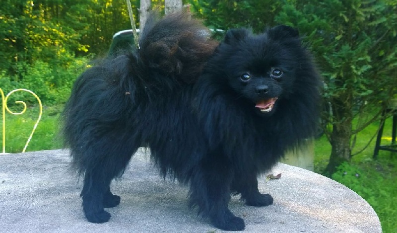 Publication : De La Beauté Française