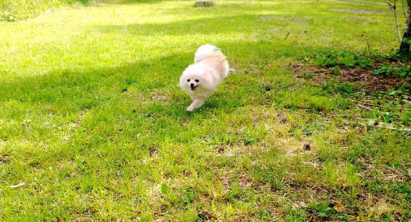 Publication : De La Beauté Française