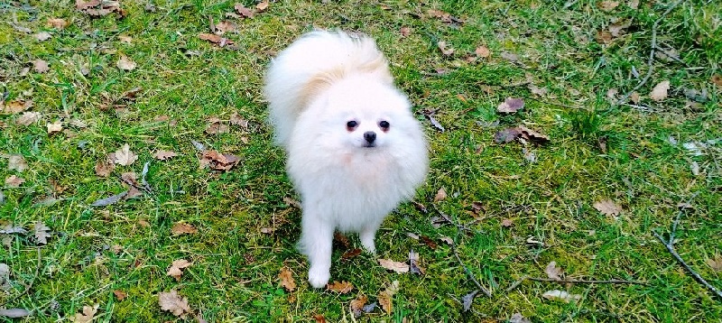 Publication : De La Beauté Française