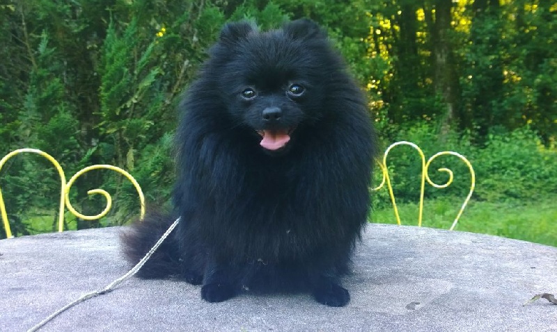 Publication : De La Beauté Française