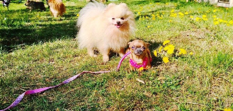 Publication : De La Beauté Française