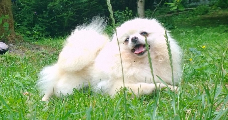 Publication : De La Beauté Française