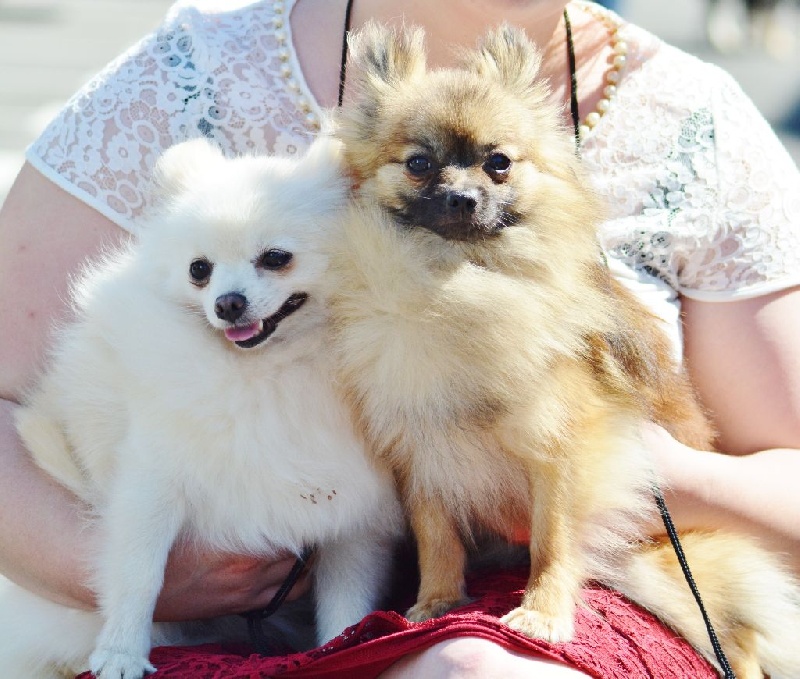 Publication : De La Beauté Française